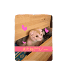 meew（個別スタンプ：4）