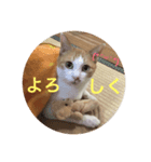 meew（個別スタンプ：5）