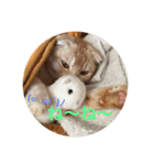 meew（個別スタンプ：6）