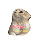 meew（個別スタンプ：8）