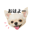 チワワのノアソラ♡（個別スタンプ：1）