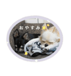 チワワのノアソラ♡（個別スタンプ：2）