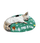 チワワのノアソラ♡（個別スタンプ：3）