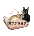 チワワのノアソラ♡（個別スタンプ：4）