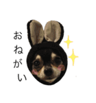 チワワのノアソラ♡（個別スタンプ：5）