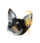 チワワのノアソラ♡（個別スタンプ：7）