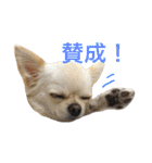 チワワのノアソラ♡（個別スタンプ：9）