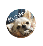 チワワのノアソラ♡（個別スタンプ：13）