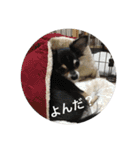 チワワのノアソラ♡（個別スタンプ：14）
