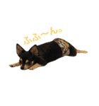 チワワのノアソラ♡（個別スタンプ：28）