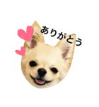 チワワのノアソラ♡（個別スタンプ：31）