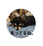 チワワのノアソラ♡（個別スタンプ：36）