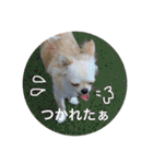 チワワのノアソラ♡（個別スタンプ：39）