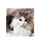 愛らしい猫さん（個別スタンプ：1）