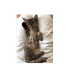愛らしい猫さん（個別スタンプ：2）