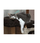 愛らしい猫さん（個別スタンプ：3）