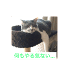 愛らしい猫さん（個別スタンプ：4）