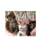 愛らしい猫さん（個別スタンプ：5）