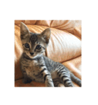 愛らしい猫さん（個別スタンプ：6）