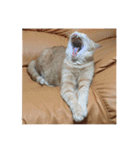 愛らしい猫さん（個別スタンプ：7）