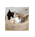 愛らしい猫さん（個別スタンプ：8）