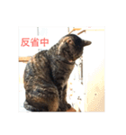 愛らしい猫さん（個別スタンプ：9）