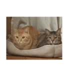 愛らしい猫さん（個別スタンプ：11）