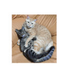 愛らしい猫さん（個別スタンプ：13）