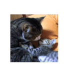 愛らしい猫さん（個別スタンプ：14）