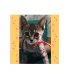愛らしい猫さん（個別スタンプ：15）