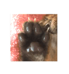 愛らしい猫さん（個別スタンプ：16）