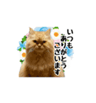 まな、うー、ちっち、我が家のわんこ写真（個別スタンプ：4）