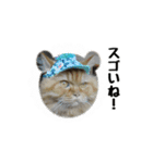 まな、うー、ちっち、我が家のわんこ写真（個別スタンプ：5）