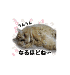 まな、うー、ちっち、我が家のわんこ写真（個別スタンプ：7）