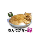 まな、うー、ちっち、我が家のわんこ写真（個別スタンプ：9）