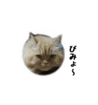 まな、うー、ちっち、我が家のわんこ写真（個別スタンプ：10）