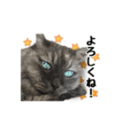 まな、うー、ちっち、我が家のわんこ写真（個別スタンプ：11）