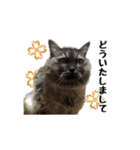 まな、うー、ちっち、我が家のわんこ写真（個別スタンプ：13）