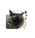 まな、うー、ちっち、我が家のわんこ写真（個別スタンプ：15）