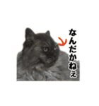 まな、うー、ちっち、我が家のわんこ写真（個別スタンプ：20）