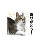 まな、うー、ちっち、我が家のわんこ写真（個別スタンプ：23）