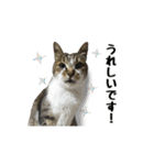 まな、うー、ちっち、我が家のわんこ写真（個別スタンプ：24）