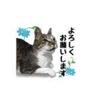 まな、うー、ちっち、我が家のわんこ写真（個別スタンプ：25）