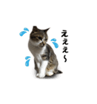 まな、うー、ちっち、我が家のわんこ写真（個別スタンプ：30）