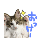 こめのスタンプ1（個別スタンプ：2）