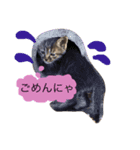 猫のカイちゃん①（個別スタンプ：1）