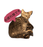 猫のカイちゃん①（個別スタンプ：2）