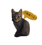 猫のカイちゃん①（個別スタンプ：4）