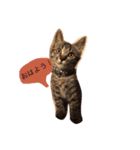 猫のカイちゃん①（個別スタンプ：5）