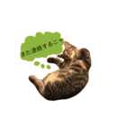 猫のカイちゃん①（個別スタンプ：6）